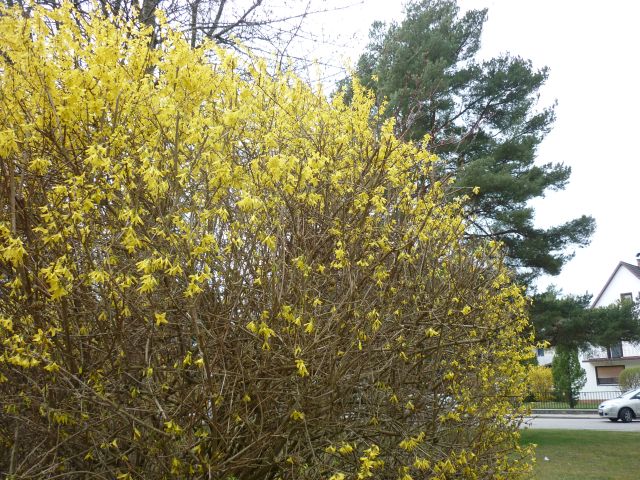 P1130871.JPG
