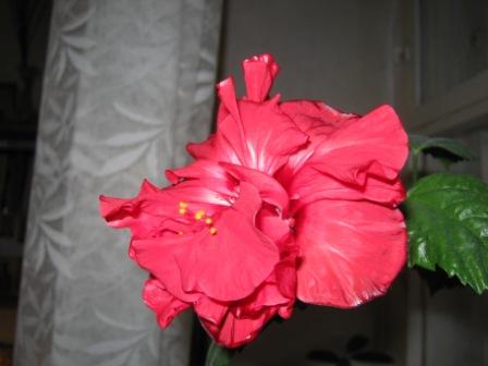 роза 003.jpg