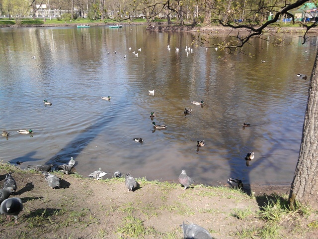 4.Уточки.jpg