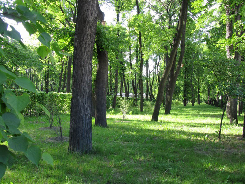 10.За шпалерами.JPG
