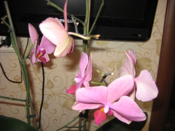 IMG_9365.JPG
