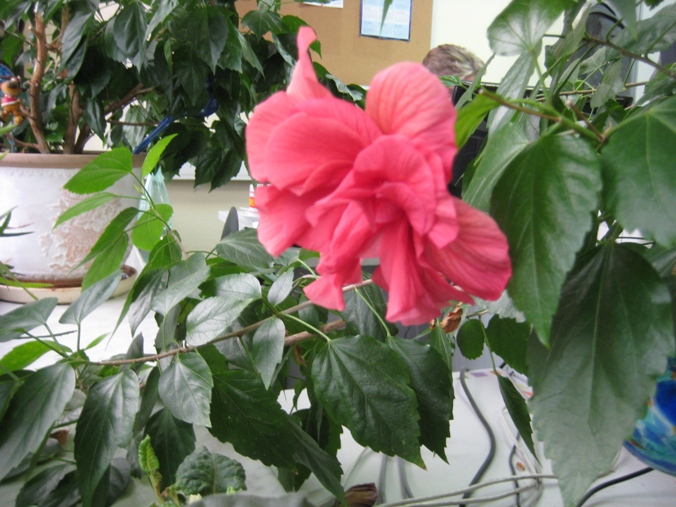 IMG_1890.JPG