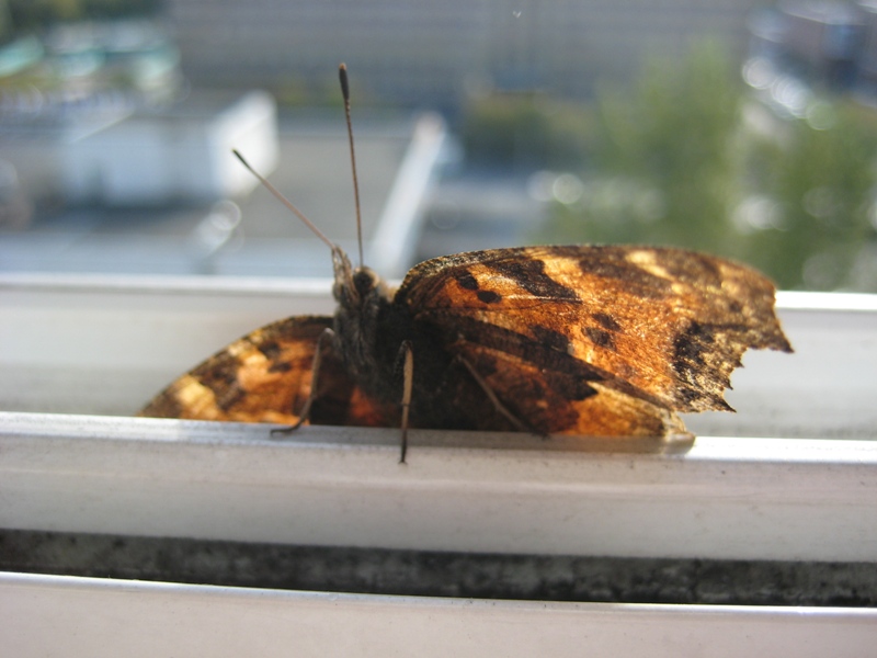IMG_9005.JPG